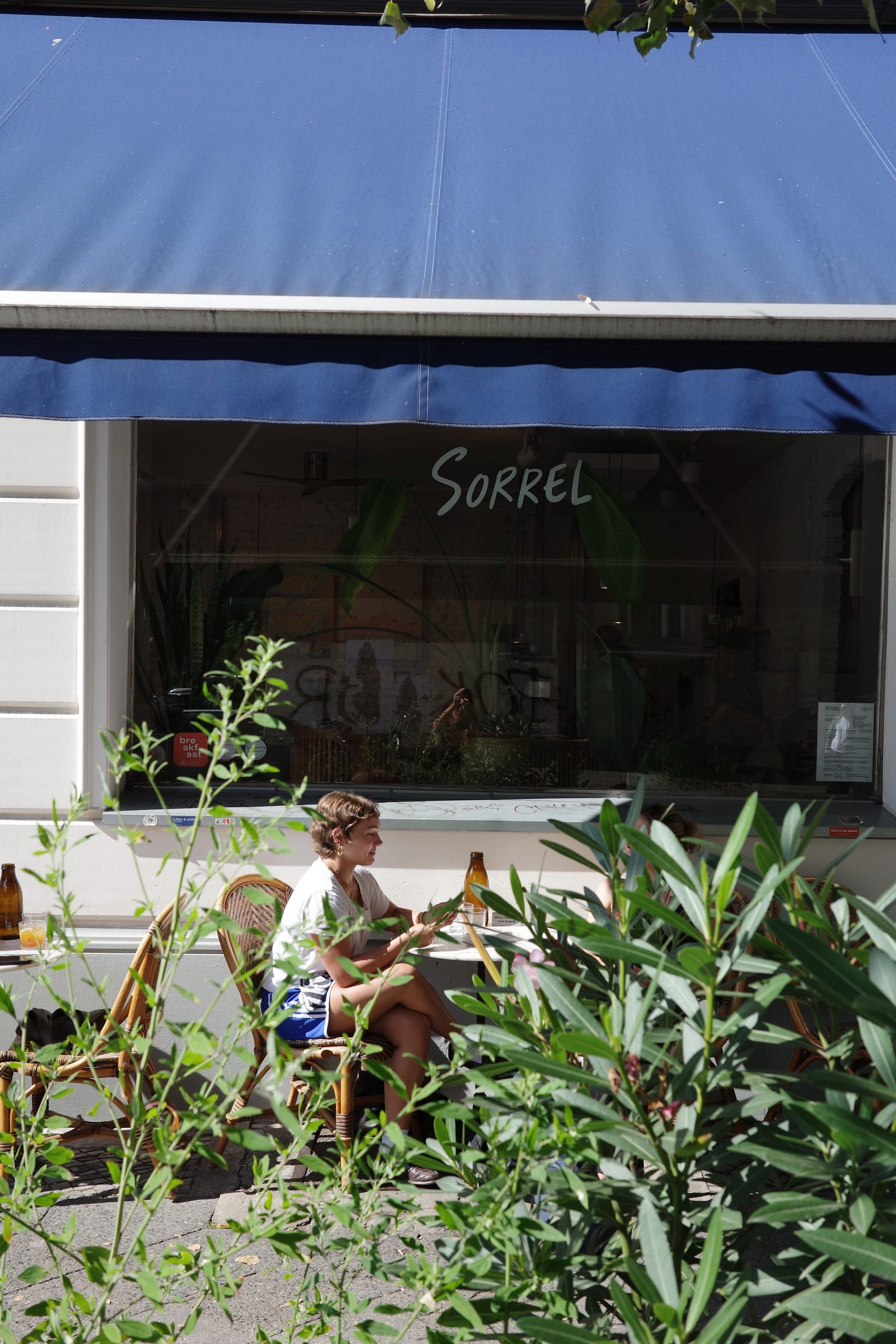 Sorrel